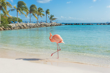 One flamingo on the beach