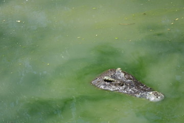 Big Crocodile