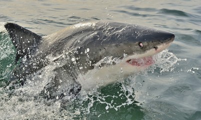 Fototapeta premium Great White Shark (Carcharodon carcharias) in ocean water.
