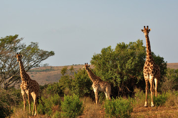 Fototapeta premium Group of giraffes
