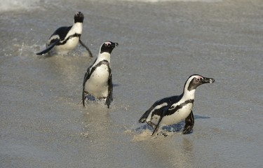 Fototapeta premium African penguins walk out of the ocean on the sandy beach. African penguin ( Spheniscus demersus) also known as the jackass penguin and black-footed penguin. Boulders colony. Cape Town. South Africa