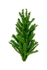 top of artificial Christmas tree on white background