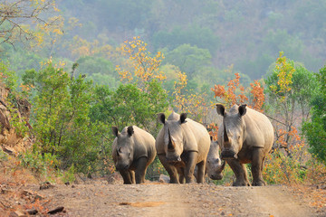 White rhinos on the road