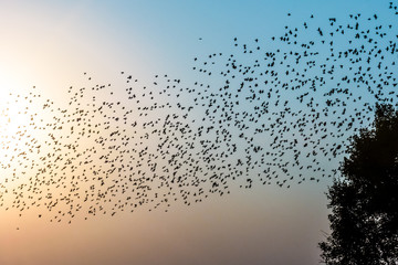 Obraz na płótnie Canvas Птицы в полете в лучах рассвета