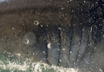 Fototapeta premium Great White Shark gills.