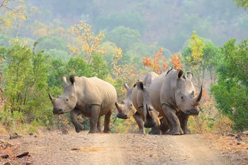 Papier Peint photo autocollant Rhinocéros White rhinos on the road