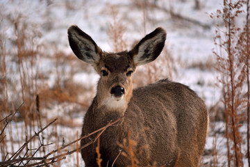 Naklejka na ściany i meble Brown Deer with Large Ears in the Winter with Snow