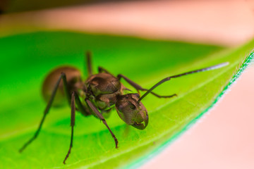 Male Worker Golden Weaver Ant (Polyrhachis dives) with three Ocelli, the simple eyes on its head, crawling on a leaf