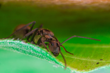 Male Worker Golden Weaver Ant (Polyrhachis dives) with three Ocelli, the simple eyes on its head, crawling on a leaf