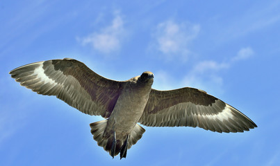 Great Skua ( Catharacta skua ) in flight on blue ocean water background