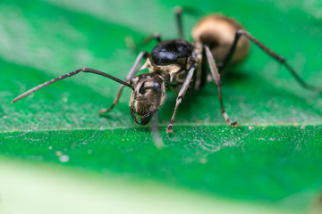 Male Worker Golden Weaver Ant (Polyrhachis dives) with three Ocelli, the simple eyes on its head, crawling on a leaf