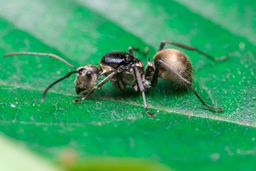 Male Worker Golden Weaver Ant (Polyrhachis dives) with three Ocelli, the simple eyes on its head, crawling on a leaf