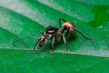 Male Worker Golden Weaver Ant (Polyrhachis dives) with three Ocelli, the simple eyes on its head, crawling on a leaf