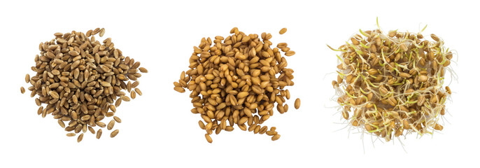 Heaps Of Dried And Sprouted Wheat Isolated On White Background