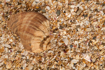 Seashell background, lots of different seashells piled together