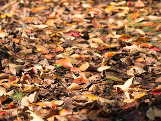 紅葉した葉が降り積もった地面