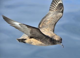 Great Skua ( Catharacta skua ) in flight on blue ocean water background
