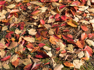 紅葉した葉が降り積もった地面