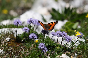 Schmetterling, Frühling, Alpen