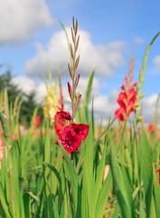 wonderful colors of gladiolus flower farm on summer