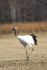 タンチョウ （丹頂）