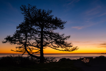 silhouette of a large tree at sunset