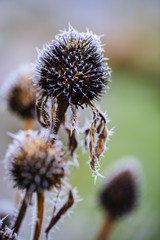 Winter in the garden. The first frosts and frozen coneflowers. 