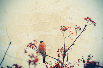Bullfinch on Rowan Textured