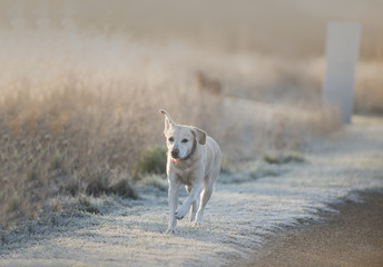 dog in the snow and frost