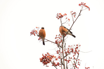 Bullfinch on Rowan