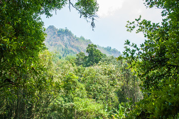 Obraz premium Tropical Rainforest Landscapem Thailand