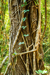 Amazing Tree hug BIg  Tree in Deep Forest, Kanchanaburi, Thailan