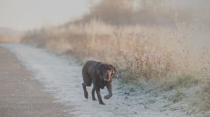 dog in the snow and frost