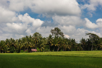 Fototapeta na wymiar ndscape of green rice field and palms with cloudy blue sky on Bali