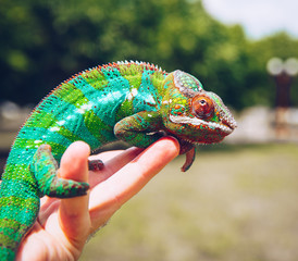 Bright and colorful panther chameleon sitting on a palm