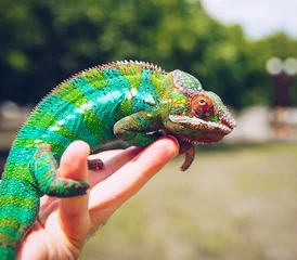 Printed kitchen splashbacks Chameleon Bright and colorful panther chameleon sitting on a palm
