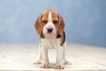 small cute beagle puppy dog looking up