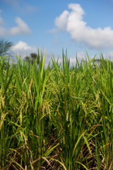 Close up of green rice field and palms with cloudy blue sky on Bali
