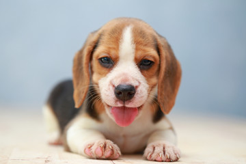 small cute beagle puppy dog looking up