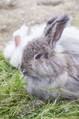 Angora rabbit eating a grass