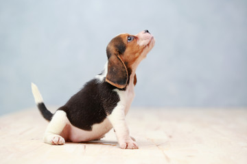 small cute beagle puppy dog looking up