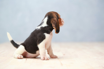 small cute beagle puppy dog looking up