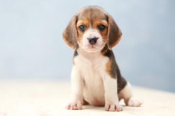 small cute beagle puppy dog looking up © Sigma s