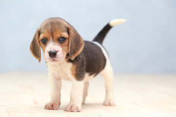 small cute beagle puppy dog looking up © Sigma s