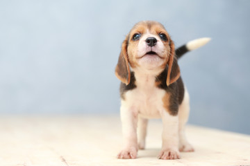 small cute beagle puppy dog looking up © Sigma s