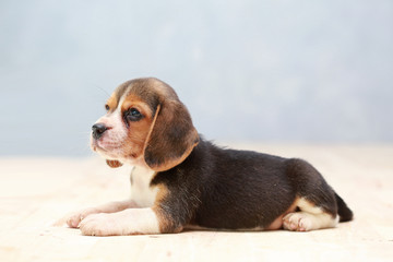 small cute beagle puppy dog looking up