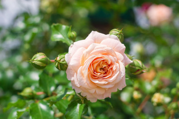 Rose flower.
