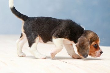 small cute beagle puppy dog looking up