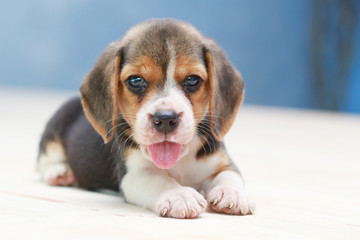small cute beagle puppy dog looking up