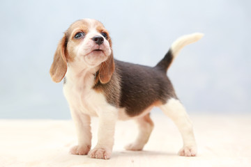 small cute beagle puppy dog looking up